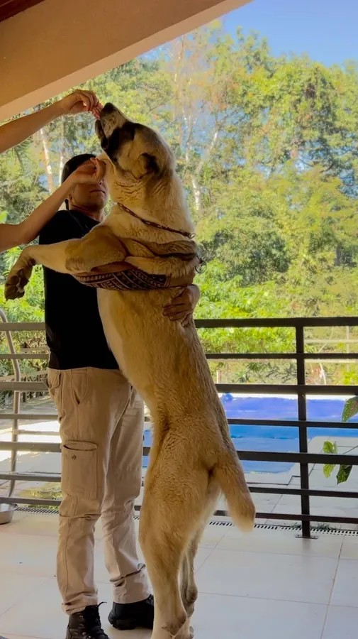 Alabai em pé sobre as patas traseiras abraçando o tutor na varanda