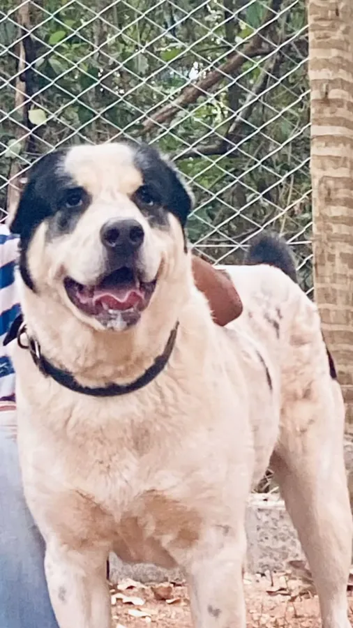 Thanos, Alabai branco e preto, olhando para a câmera